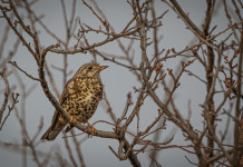 Fidc Lombardia: sentenza del Tar sui valichi montani decisiva su futuro legge e Ispra Fidc Lombardia: sentenza del Tar sui valichi montani decisiva su futuro legge e Ispra - tordo bottaccio su ramo