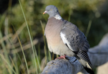 Fratelli d’Italia chiede di sospendere controllo del colombaccio in Emilia Romagna Fratelli d’Italia chiede di sospendere controllo del colombaccio in Emilia Romagna