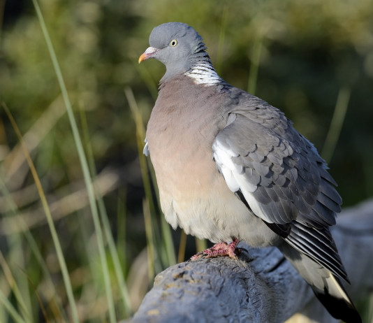 Fratelli d’Italia chiede di sospendere controllo del colombaccio in Emilia Romagna Fratelli d’Italia chiede di sospendere controllo del colombaccio in Emilia Romagna
