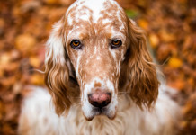 Governo: «Enci è ente di diritto privato» Governo: «Enci è ente di diritto privato»: setter bianco arancio