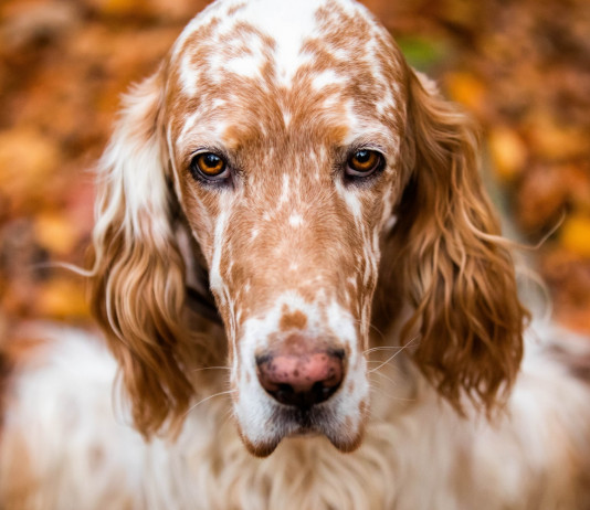 Governo: «Enci è ente di diritto privato» Governo: «Enci è ente di diritto privato»: setter bianco arancio
