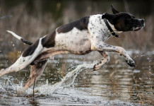 Governo ribadisce no al commissariamento dell’Enci Governo ribadisce no al commissariamento dell’Enci: pointer salta su acqua
