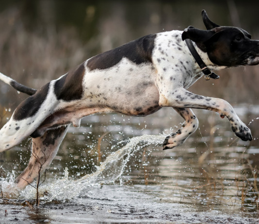 Governo ribadisce no al commissariamento dell’Enci Governo ribadisce no al commissariamento dell’Enci: pointer salta su acqua