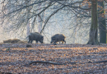 Il governo: niente poteri sostitutivi sui piani regionali di contenimento della fauna Il governo: niente poteri sostitutivi sui piani regionali di contenimento della fauna: due cinghiali