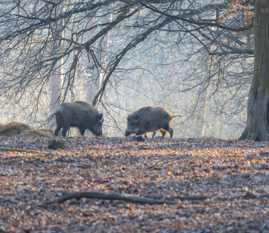 Il governo: niente poteri sostitutivi sui piani regionali di contenimento della fauna Il governo: niente poteri sostitutivi sui piani regionali di contenimento della fauna: due cinghiali