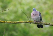 L’Enalcaccia critica il piano di controllo del colombaccio in Emilia Romagna L’Enalcaccia critica il piano di controllo del colombaccio in Emilia Romagna