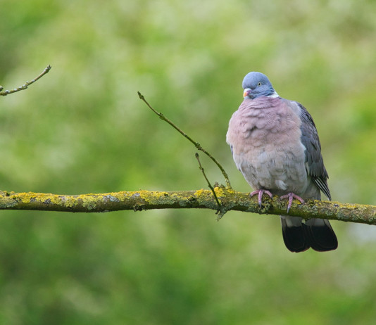 L’Enalcaccia critica il piano di controllo del colombaccio in Emilia Romagna L’Enalcaccia critica il piano di controllo del colombaccio in Emilia Romagna