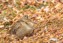 La proposta dell’Arcicaccia per il calendario venatorio delle Marche 2025/2026 La proposta dell’Arcicaccia per il calendario venatorio delle Marche 2025/2026: beccaccia