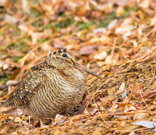 La proposta dell’Arcicaccia per il calendario venatorio delle Marche 2025/2026 La proposta dell’Arcicaccia per il calendario venatorio delle Marche 2025/2026: beccaccia