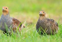 Movimento 5 Stelle chiede di togliere 21 specie dall’elenco di quelle cacciabili Movimento 5 Stelle chiede di togliere 21 specie dall’elenco di quelle cacciabili: due starne (Perdix perdix)