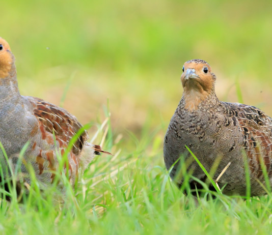 Movimento 5 Stelle chiede di togliere 21 specie dall’elenco di quelle cacciabili Movimento 5 Stelle chiede di togliere 21 specie dall’elenco di quelle cacciabili: due starne (Perdix perdix)