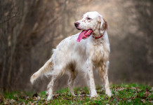 Il Partito democratico torna a chiedere il commissariamento dell’Enci Partito democratico torna a chiedere il commissariamento dell’Enci: setter inglese bianco arancio