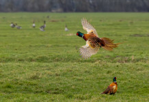 Pd: stop a prove cinofile durante il periodo di riproduzione della selvaggina Pd: stop a prove cinofile durante riproduzione selvaggina - fagiano in volo, davanti ad altri fagiani