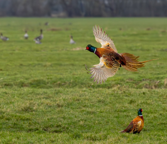 Pd: stop a prove cinofile durante il periodo di riproduzione della selvaggina Pd: stop a prove cinofile durante riproduzione selvaggina - fagiano in volo, davanti ad altri fagiani