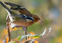 Procedura d’infrazione contro Malta per la caccia al fringuello Procedura d’infrazione contro Malta per la caccia al fringuello