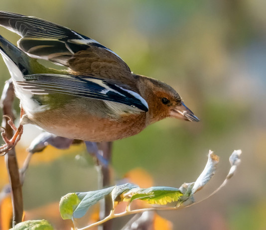 Procedura d’infrazione contro Malta per la caccia al fringuello Procedura d’infrazione contro Malta per la caccia al fringuello