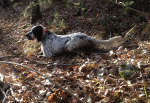 Nuovo regolamento Trofeo Gramignani regolamento Trofeo Gramignani