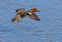 Sequestro di munizioni e selvaggina in Veneto, doppia interrogazione a governo e Regione Sequestro di munizioni e selvaggina, doppia interrogazione a governo e Regione: alzavola (Anas crecca) in volo