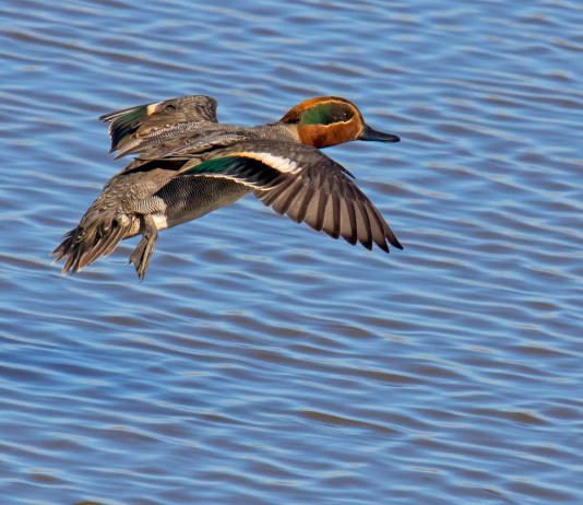 Sequestro di munizioni e selvaggina in Veneto, doppia interrogazione a governo e Regione Sequestro di munizioni e selvaggina, doppia interrogazione a governo e Regione: alzavola (Anas crecca) in volo