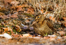 Sulla legge sui calendari venatori il Tar dell’Umbria non si pronuncia Sulla legge sui calendari venatori il Tar dell’Umbria non si pronuncia: beccaccia