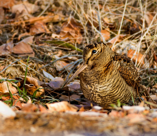Sulla legge sui calendari venatori il Tar dell’Umbria non si pronuncia Sulla legge sui calendari venatori il Tar dell’Umbria non si pronuncia: beccaccia