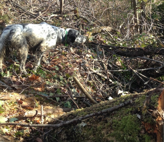 Trofeo Gramignani: prossima prova a Reggio Emilia Trofeo Gramignani: prossima prova a Reggio Emilia