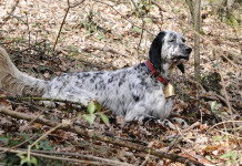 Trofeo Gramignani: prossima prova il 16 febbraio in provincia di Rieti Trofeo Gramignani: prossima prova il 16 febbraio in provincia di Rieti