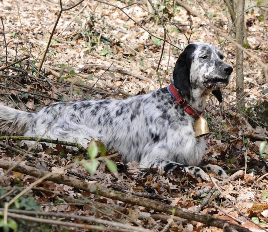 Trofeo Gramignani: prossima prova il 16 febbraio in provincia di Rieti Trofeo Gramignani: prossima prova il 16 febbraio in provincia di Rieti