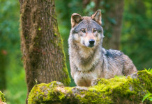 Un lupo responsabile dell’aggressione di Casalbordino Un lupo responsabile dell’aggressione di Casalbordino