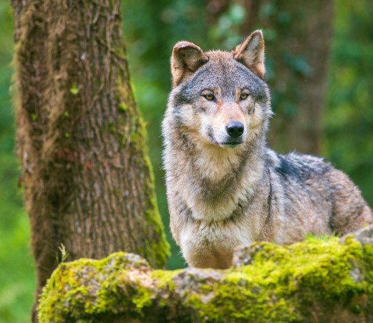 Un lupo responsabile dell’aggressione di Casalbordino Un lupo responsabile dell’aggressione di Casalbordino