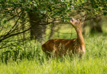 Alla Camera convegno sul ruolo della scienza nella gestione della fauna selvatica Alla Camera convegno sul ruolo della scienza nella gestione della fauna selvatica: capriolo mangia foglie da albero