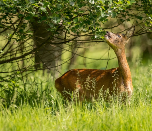 Alla Camera convegno sul ruolo della scienza nella gestione della fauna selvatica Alla Camera convegno sul ruolo della scienza nella gestione della fauna selvatica: capriolo mangia foglie da albero