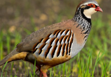 Allevamento delle pernici rosse Allevamento delle pernici rosse