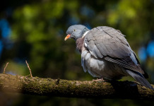 Associazioni presentano osservazioni alla bozza di calendario venatorio del Veneto Associazioni presentano osservazioni alla bozza di calendario venatorio del Veneto