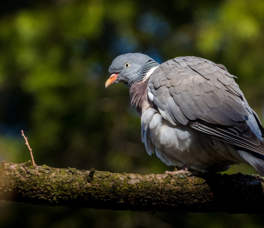 Associazioni presentano osservazioni alla bozza di calendario venatorio del Veneto Associazioni presentano osservazioni alla bozza di calendario venatorio del Veneto