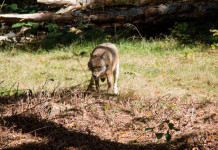 Avio (Tn), aggressione di tre lupi a cane Avio (Tn), aggressione di tre lupi a cane