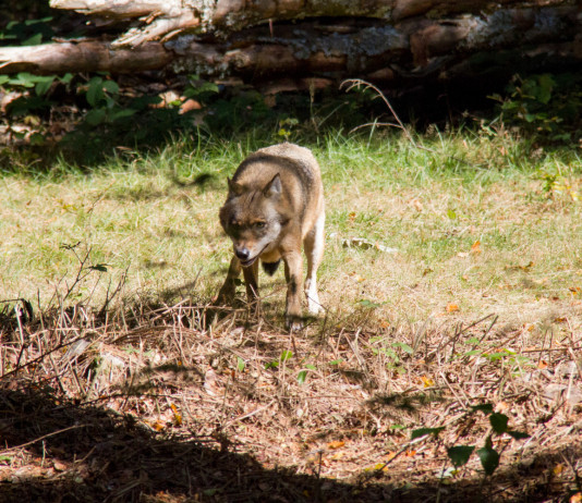 Avio (Tn), aggressione di tre lupi a cane Avio (Tn), aggressione di tre lupi a cane