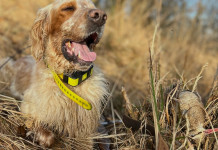 Beccacce che Passione 2 2025 vi aspetta in edicola Beccacce che Passione 2 2025 vi aspetta in edicola