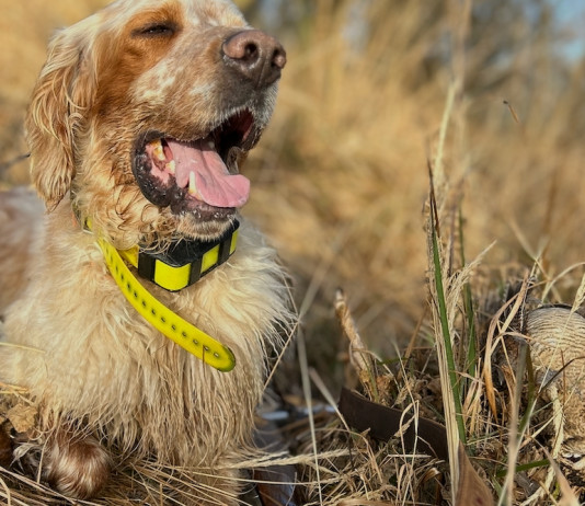 Beccacce che Passione 2 2025 vi aspetta in edicola Beccacce che Passione 2 2025 vi aspetta in edicola