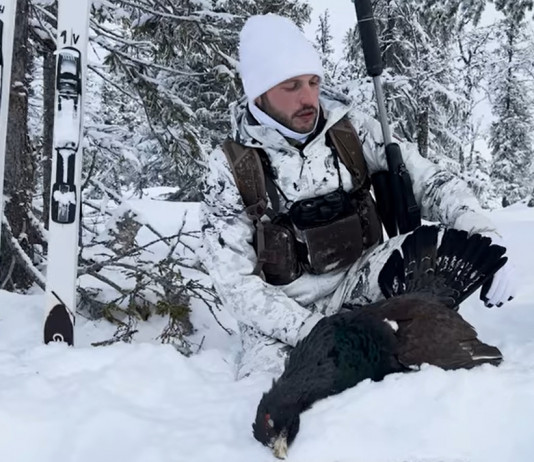 Caccia al gallo cedrone in Svezia: il video reportage Caccia al gallo cedrone in Svezia il video reportage