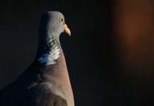 Cinque associazioni propongono modifiche alla bozza di calendario venatorio del Veneto Cinque associazioni propongono modifiche alla bozza di calendario venatorio del Veneto: colombaccio