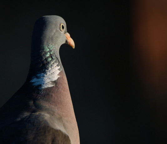Cinque associazioni propongono modifiche alla bozza di calendario venatorio del Veneto Cinque associazioni propongono modifiche alla bozza di calendario venatorio del Veneto: colombaccio