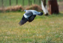 Circola la prima bozza del calendario venatorio della Campania 2025/2026 Circola la prima bozza del calendario venatorio della Campania 2025/2026: colombaccio in volo