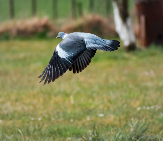 Circola la prima bozza del calendario venatorio della Campania 2025/2026 Circola la prima bozza del calendario venatorio della Campania 2025/2026: colombaccio in volo