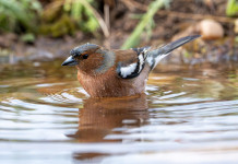 Due richieste della cabina di regia delle associazioni venatorie toscane Due richieste della cabina di regia delle associazioni venatorie toscane: fringuello (Fringilla coelebs) in acqua