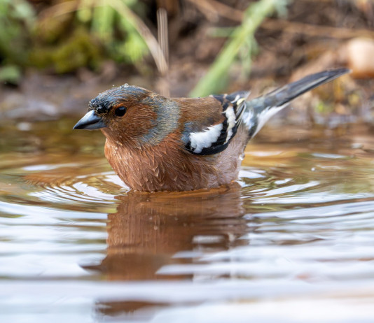 Due richieste della cabina di regia delle associazioni venatorie toscane Due richieste della cabina di regia delle associazioni venatorie toscane: fringuello (Fringilla coelebs) in acqua