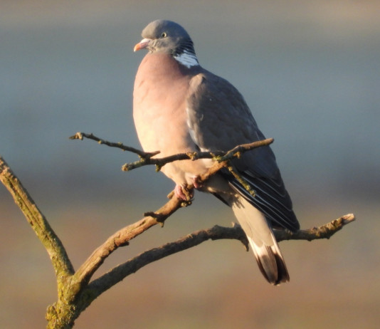 Feligetti contro il piano di controllo del colombaccio in Emilia Romagna Feligetti contro il piano di controllo del colombaccio in Emilia Romagna