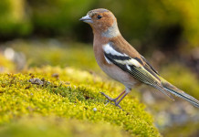 Fratelli d’Italia chiede caccia in deroga a storno e fringuello in Emilia Romagna Fratelli d’Italia chiede caccia in deroga a storno e fringuello in Emilia Romagna