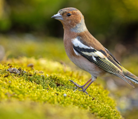 Fratelli d’Italia chiede caccia in deroga a storno e fringuello in Emilia Romagna Fratelli d’Italia chiede caccia in deroga a storno e fringuello in Emilia Romagna