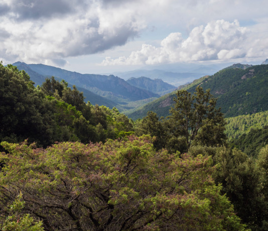 Giornata mondiale delle foreste, Federcaccia: «Necessaria visione olistica» Giornata mondiale delle foreste, Federcaccia: «Necessaria visione olistica»